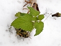 Feuille sous la neige